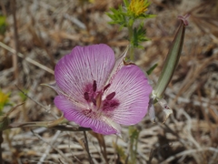 Calochortus striatus
