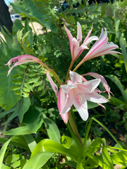 Crinum bulbispermum