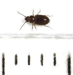 Pericompsus australis