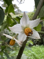 Solanum cornifolium