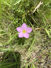 Sabatia campestris