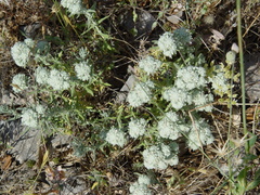 Teucrium capitatum capitatum