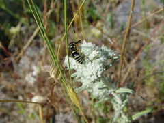 Teucrium capitatum capitatum