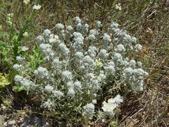 Teucrium capitatum capitatum