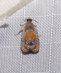 Olethreutes osmundana