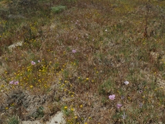 Calochortus striatus