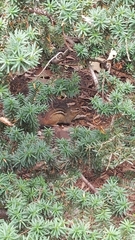 Tamias striatus