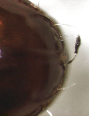 Pericompsus australis