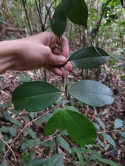 Myrcia eugeniopsoides