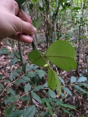 Myrcia eugeniopsoides