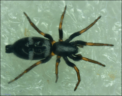 Aphantaulax trifasciata