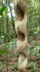 Schnella microstachya