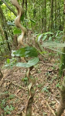 Schnella microstachya