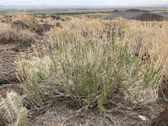 Chrysothamnus greenei