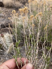 Chrysothamnus greenei