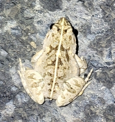Fejervarya multistriata