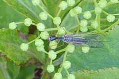 Dichrostigma flavipes