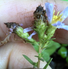 Symphyotrichum hallii