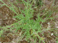 Tyrimnus leucographus