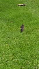 Sturnus vulgaris