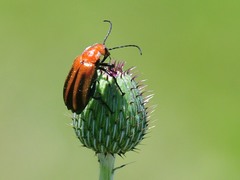 Nemognatha piazata