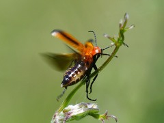 Nemognatha piazata