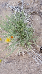 Adenophyllum cooperi