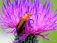 Nemognatha piazata