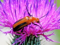 Nemognatha piazata