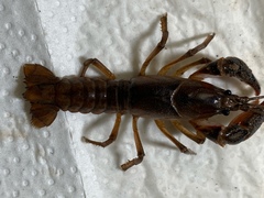 Lacunicambarus acanthura