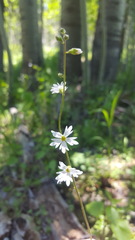 Lithophragma heterophyllum