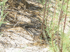 Aspidoscelis exsanguis