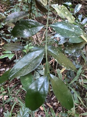 Buxus natalensis