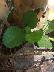 Veronica officinalis