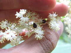 Valgus canaliculatus