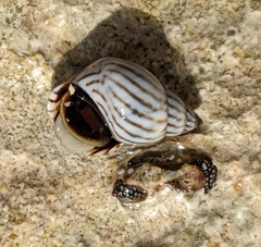 Echinolittorina ziczac