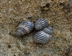 Echinolittorina ziczac