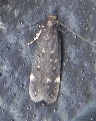 Chionodes formosella