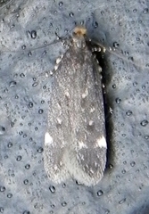 Chionodes formosella