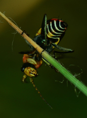 Clanoptilus marginellus