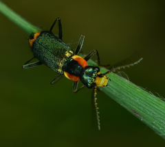 Clanoptilus marginellus