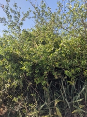 Pithecellobium unguis-cati