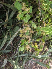 Pithecellobium unguis-cati