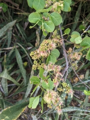 Pithecellobium unguis-cati