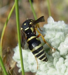 Syneuodynerus egregius