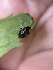 Slaterocoris