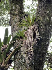 Tillandsia biflora