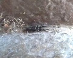 Zelotes