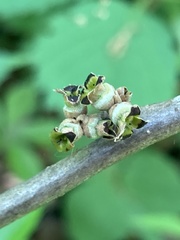 Hamamelis virginiana