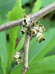 Hamamelis virginiana